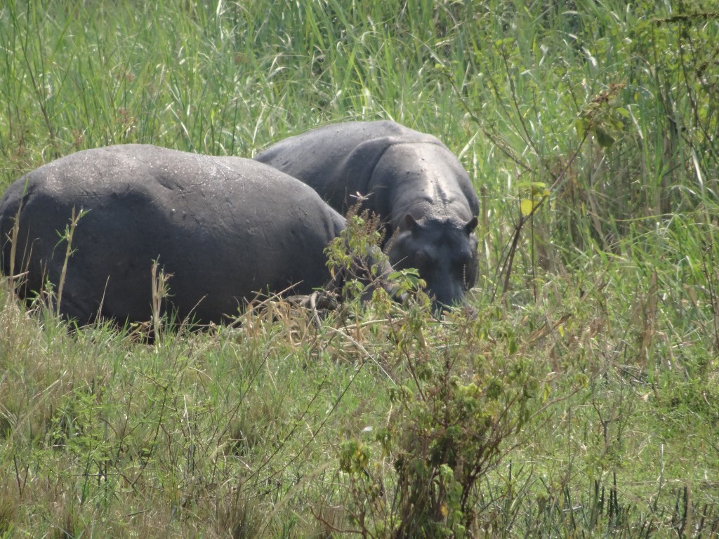 Hippopotamus gathering in Akagera - not a good idea to get any closer than this!